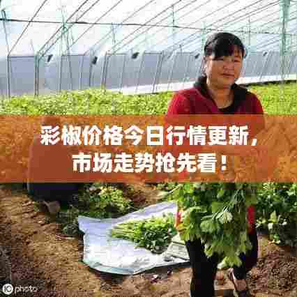 彩椒价格今日行情更新，市场走势抢先看！