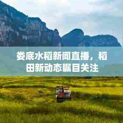 娄底水稻新闻直播,稻田新动态瞩目关注