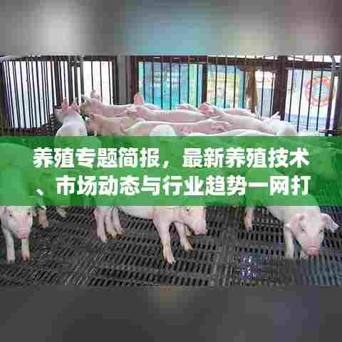 养殖专题简报，最新养殖技术、市场动态与行业趋势一网打尽