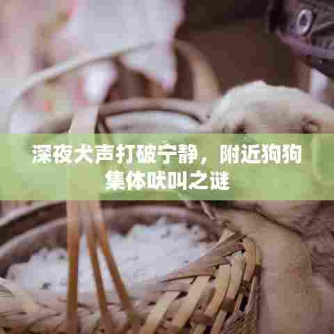 深夜犬声打破宁静，附近狗狗集体吠叫之谜