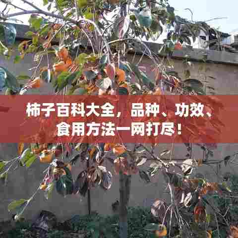 柿子百科大全，品种、功效、食用方法一网打尽！