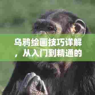 乌鸦绘画技巧详解,从入门到精通的全方位指南