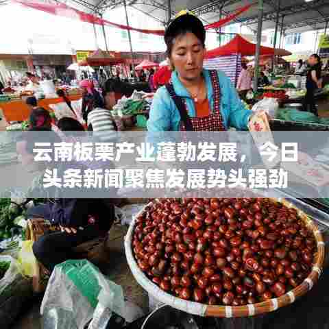 云南板栗产业蓬勃发展，今日头条新闻聚焦发展势头强劲