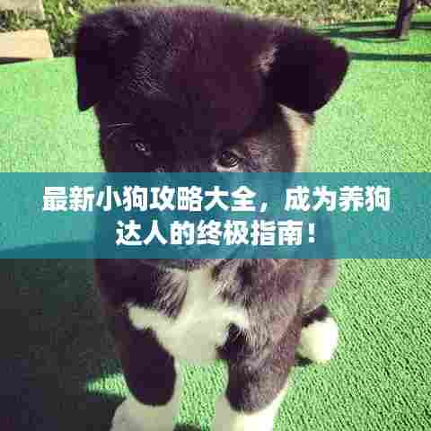 最新小狗攻略大全，成为养狗达人的终极指南！