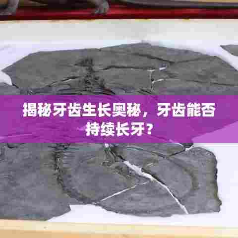 揭秘牙齿生长奥秘,牙齿能否持续长牙?
