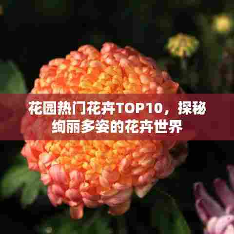 花园热门花卉TOP10,探秘绚丽多姿的花卉世界