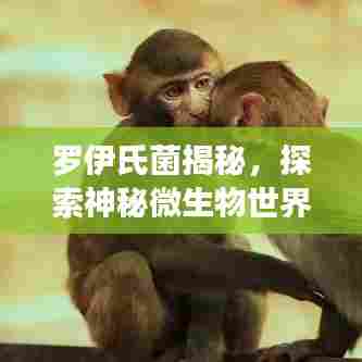 罗伊氏菌揭秘，探索神秘微生物世界的奥秘之旅