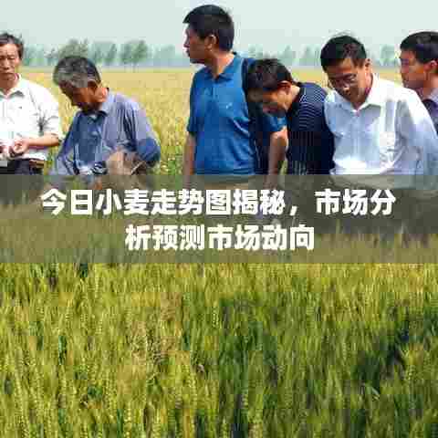 今日小麦走势图揭秘，市场分析预测市场动向