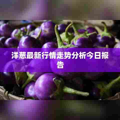 洋葱最新行情走势分析今日报告