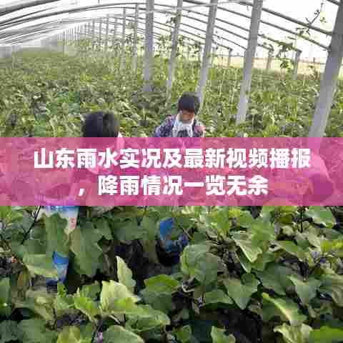 山东雨水实况及最新视频播报，降雨情况一览无余