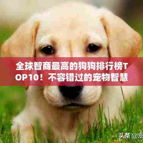 全球智商最高的狗狗排行榜TOP10!不容错过的宠物智慧比拼!
