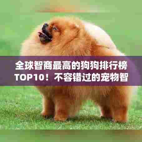 全球智商最高的狗狗排行榜TOP10!不容错过的宠物智慧比拼!