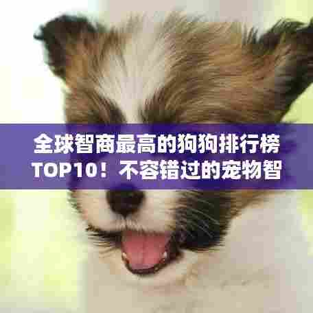 全球智商最高的狗狗排行榜TOP10!不容错过的宠物智慧比拼!
