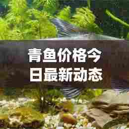 青鱼价格今日最新动态，市场走势一网打尽！