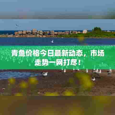 青鱼价格今日最新动态,市场走势一网打尽!