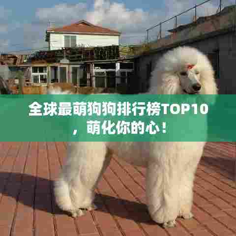 全球最萌狗狗排行榜TOP10，萌化你的心！