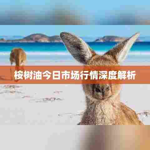 桉树油今日市场行情深度解析