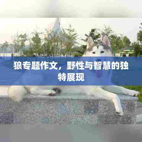 狼专题作文,野性与智慧的独特展现