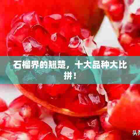 石榴界的翘楚，十大品种大比拼！