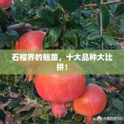 石榴界的翘楚,十大品种大比拼!