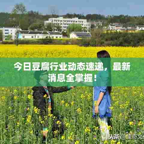 今日豆腐行业动态速递，最新消息全掌握！
