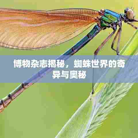 博物杂志揭秘，蜘蛛世界的奇异与奥秘