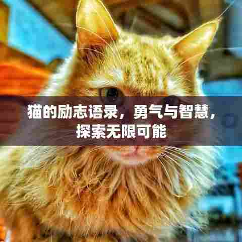 猫的励志语录，勇气与智慧，探索无限可能