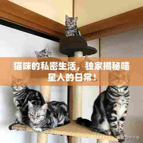 猫咪的私密生活，独家揭秘喵星人的日常！