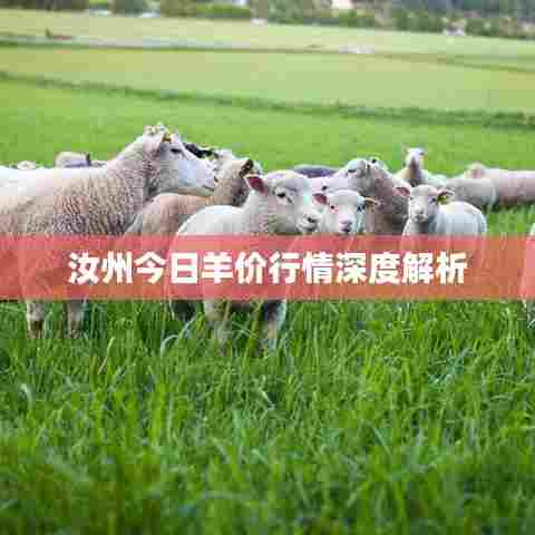 汝州今日羊价行情深度解析