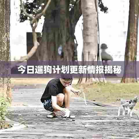 今日遛狗计划更新情报揭秘