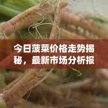 今日菠菜价格走势揭秘，最新市场分析报告