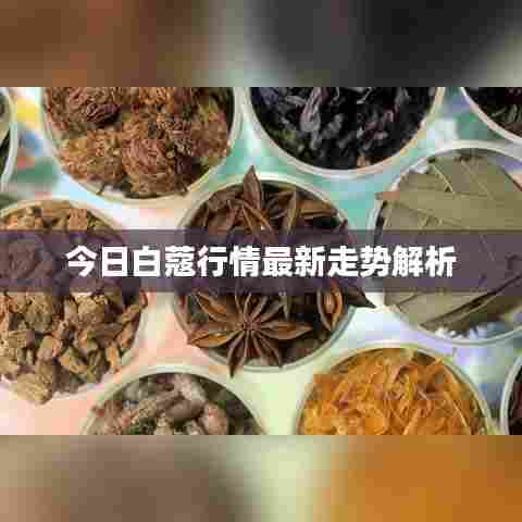 今日白蔻行情最新走势解析