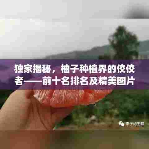 独家揭秘，柚子种植界的佼佼者——前十名排名及精美图片介绍