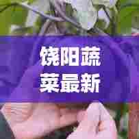 饶阳蔬菜最新市场行情报价全解析!