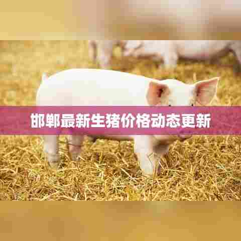 邯郸最新生猪价格动态更新