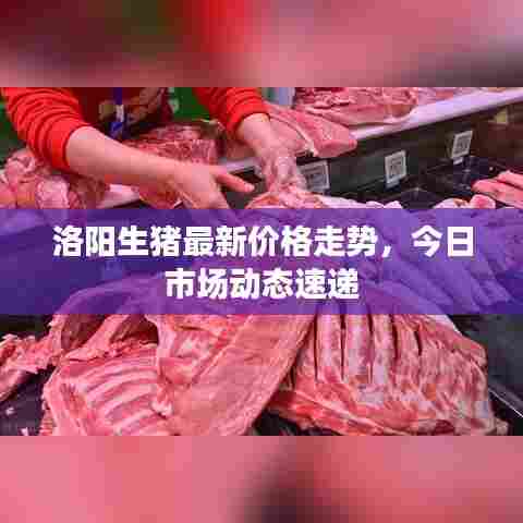 洛阳生猪最新价格走势，今日市场动态速递