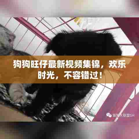 狗狗旺仔最新视频集锦，欢乐时光，不容错过！
