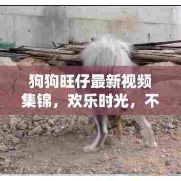 狗狗旺仔最新视频集锦,欢乐时光,不容错过!