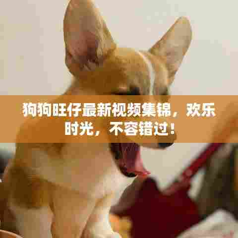 狗狗旺仔最新视频集锦,欢乐时光,不容错过!