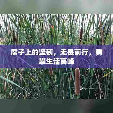 席子上的坚韧，无畏前行，勇攀生活高峰