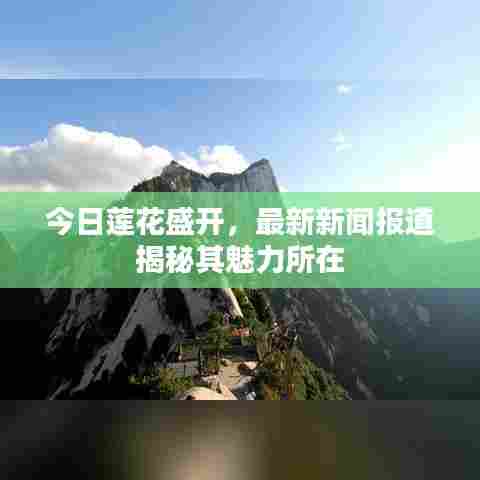今日莲花盛开，最新新闻报道揭秘其魅力所在