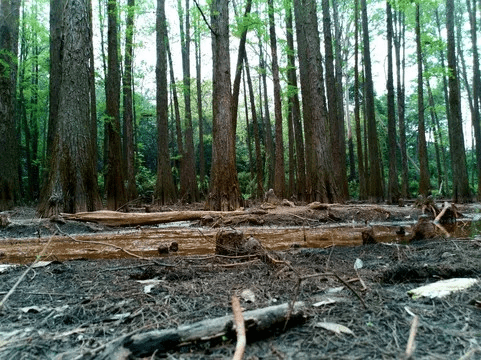 森林官方下载,最新正品解答定义 WP_v10.524