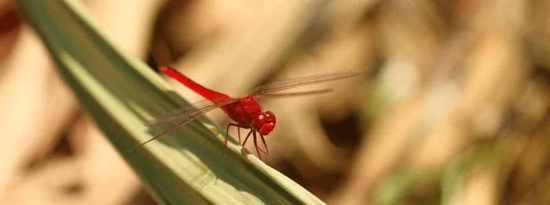 官方下载红蜻蜓,实际案例解释定义|Q_v2.593