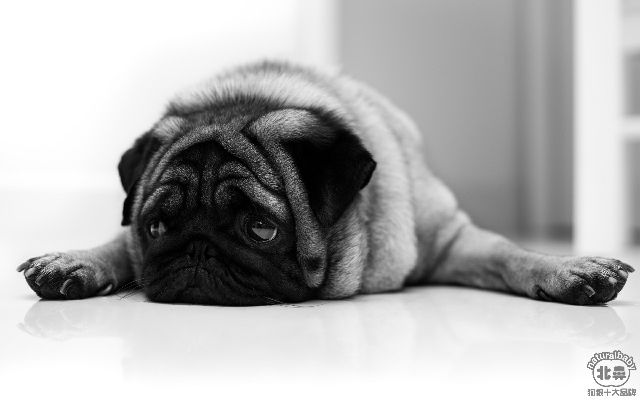 巴哥犬版本,效率资料解释定义|Harmony款_v5.730